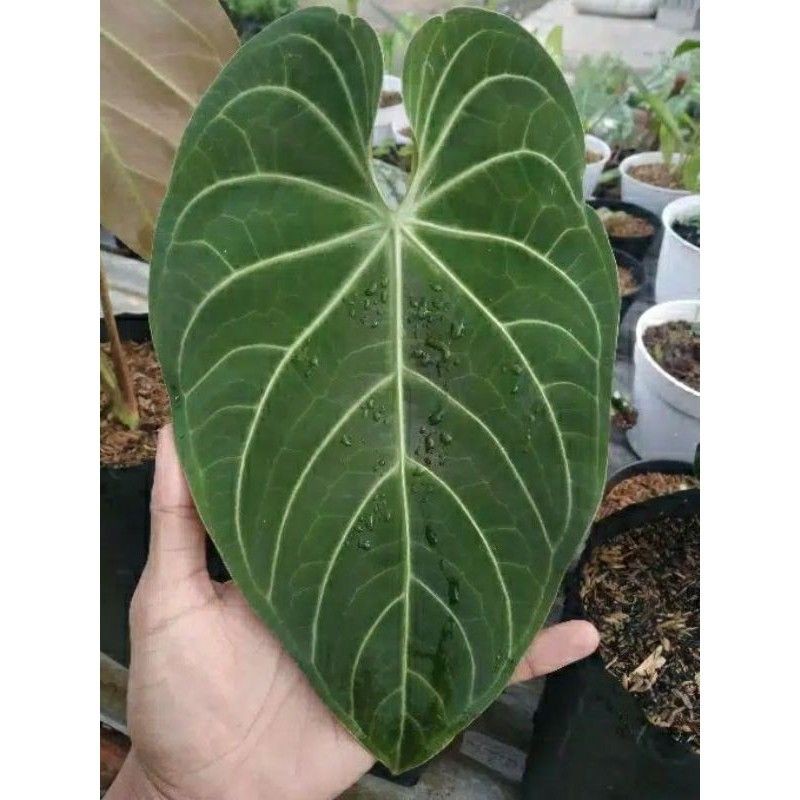 Anthurium Magnificum Verde
