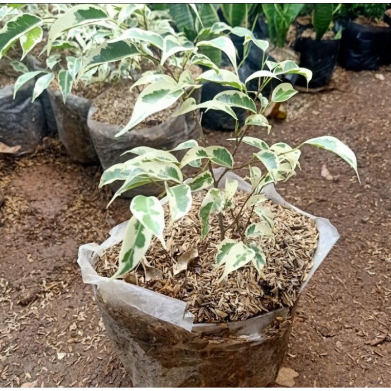 bonsai beringin varigata