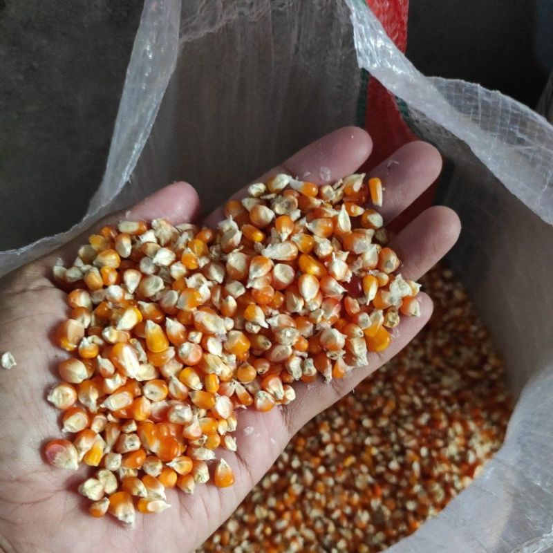 Jagung kecil pakan burung merpati