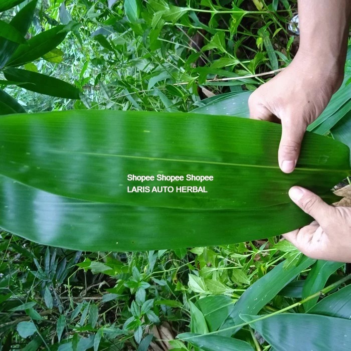 

[ promo ] Daun Bambu Besar Khusus Bakcang