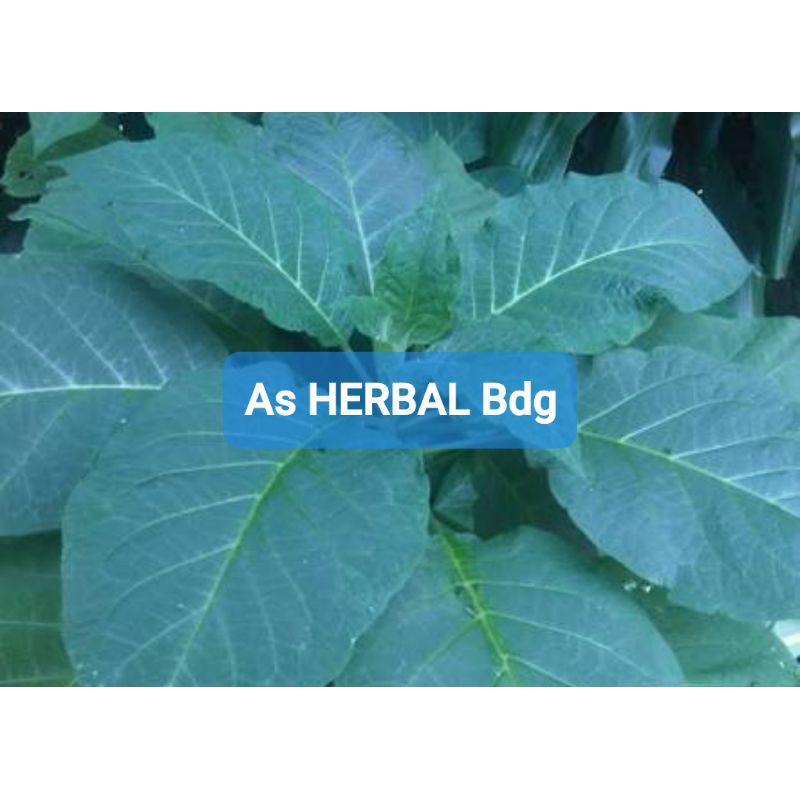 

Daun Kecubung Segar 300 gram petik langsung-az
