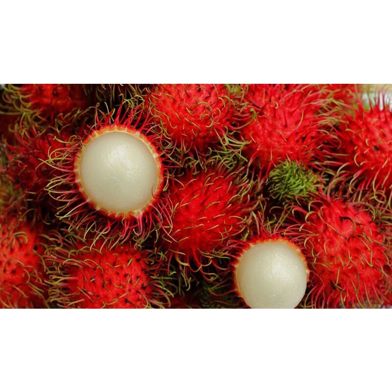 paket 2 bibit rambutan binjai dan aceh