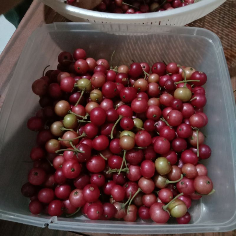 Kersen: Buah Berwarna Merah Cerah dengan Daging yang Renyah dan Segar