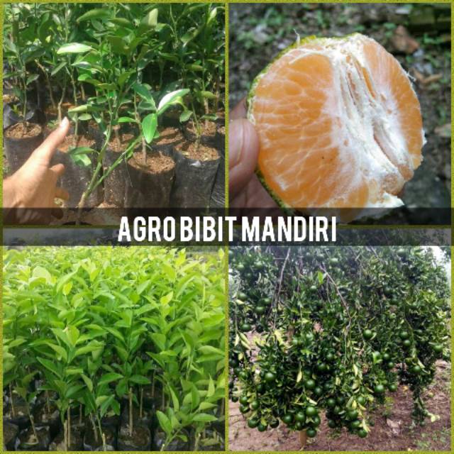 Bibit jeruk BW super