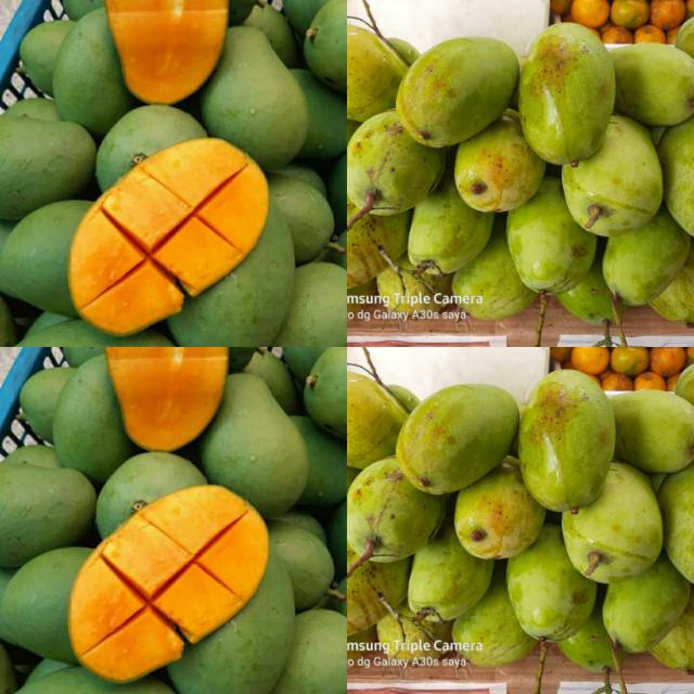  Buah  mangga  harum  manis  segar dan manis  1kg Shopee Indonesia