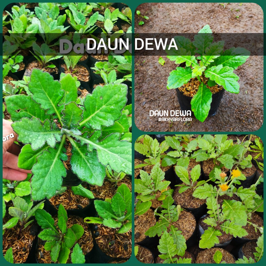 Tanaman Daun Dewa Tanaman Herbal Daun Dewa Umbi Dewa Daun Herbal Samsit