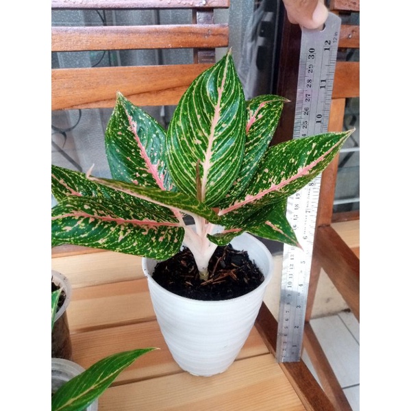 Aglaonema Green Legacy / Aglonema Legacy Hijau