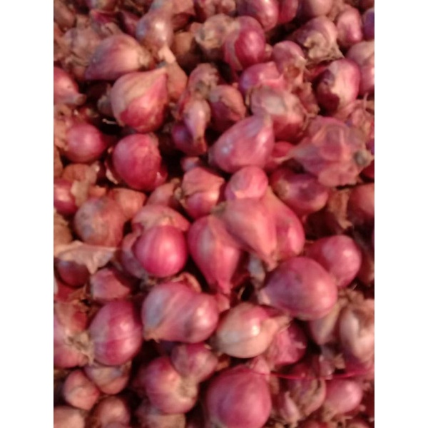 

bawang merah brebes