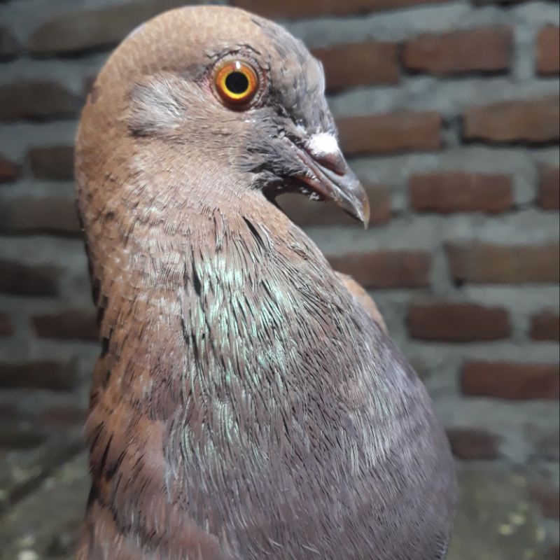 BAHAN MEWAH MERPATI BALAP JANTAN PPMBSI 2022 SIAP LATIH