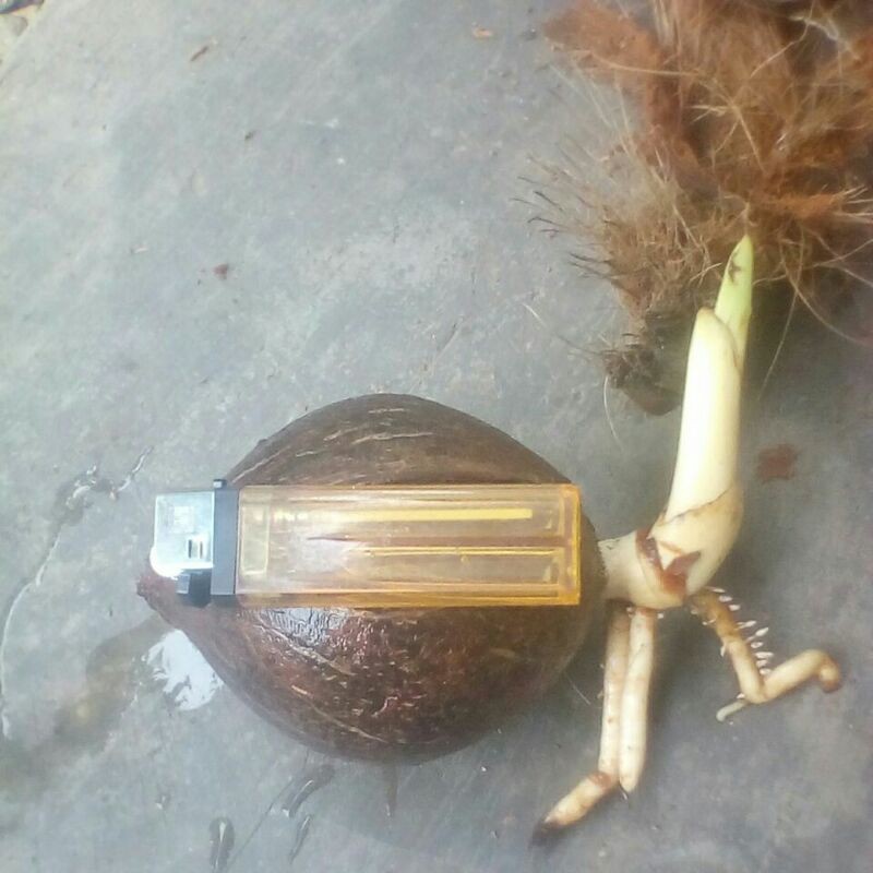 bahan bonkla minion tumbuh tunas sudah kupas