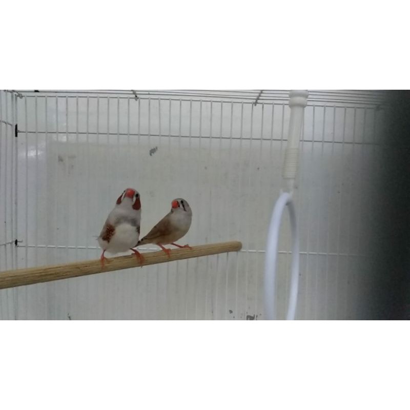 Zebra Finch / Burung Pipit Zebra Isabel Indukan