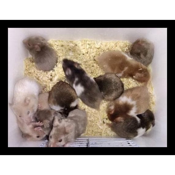Promo Hamster Syrian Satin (Gosend) Limited Edition Murah