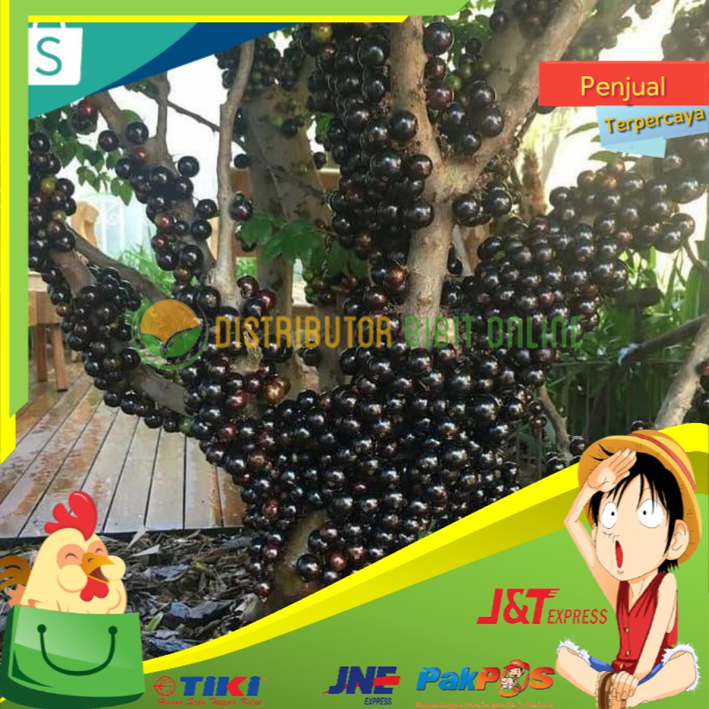 Dijual Bibit anggur pohon brazil sabara hasil stek cangkok Asli Sangat Mudah Berbuah