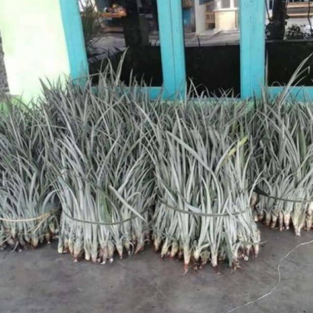 Bibit nanas merah, bibit nanas hijau, bibit nanas madu. Per ikat isi 12 bibit