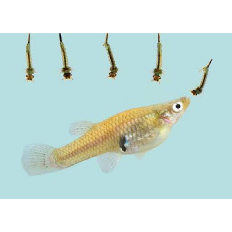 IKAN CERE PEMAKAN JENTIK NYAMUK - IKAN GUPPY SAWAH PEMAKAN JENTIK NYAMUK