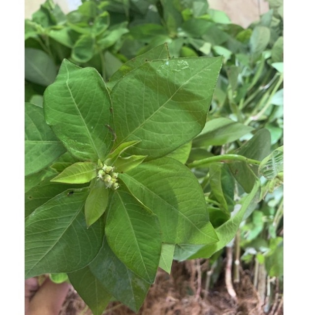 

Daun patikmas kate mas segar 500gr