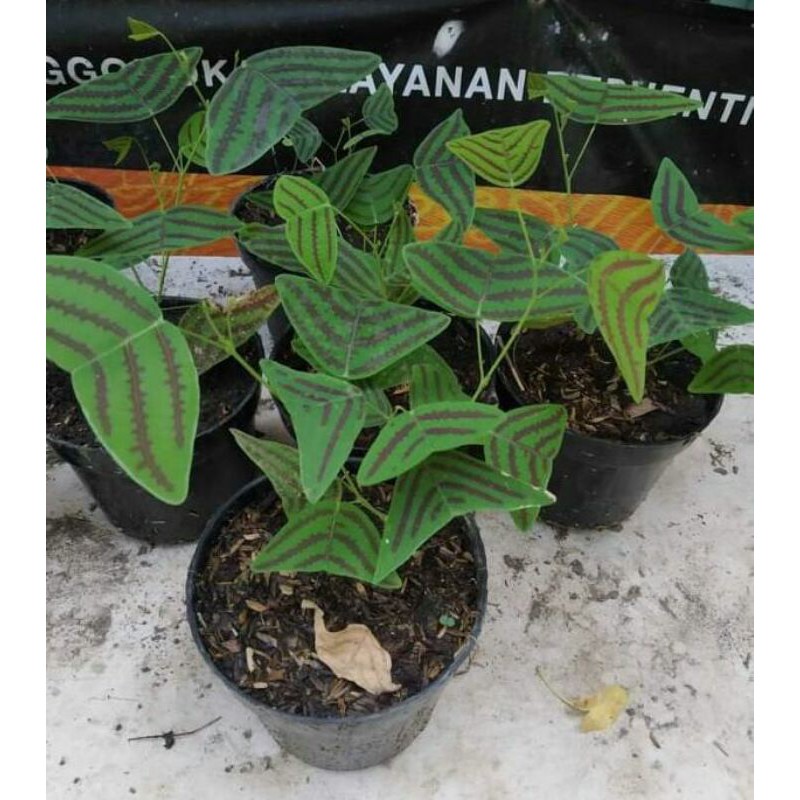 bunga kupu" /bunga oxalis green/oxalis tree colour/ kupu" hias/bunga murah /bisa COD