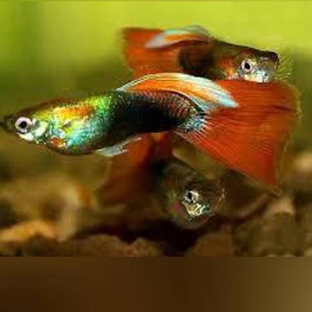 Ikan Guppy Neon Red Tail Fish Shopee Indonesia