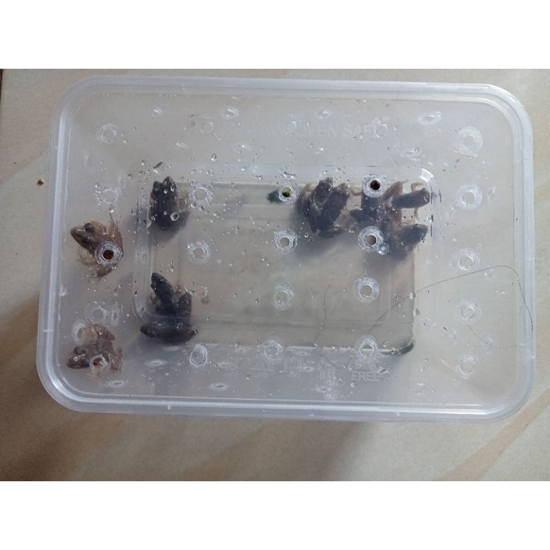 Kodok Pakan Ikan Arwana Dll - Isi 15 Ekor