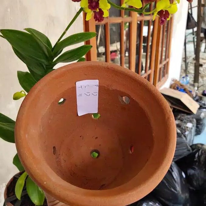 promo pot tanaman anggrek gantung tri collection shop
