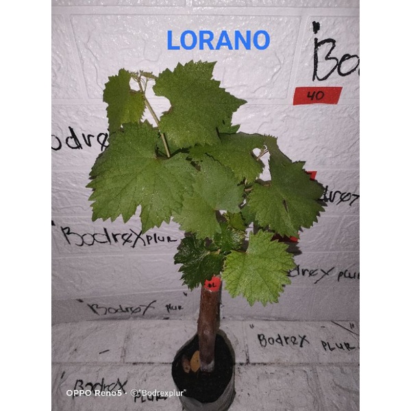 BIBIT ANGGUR LORANO/UKRAINA