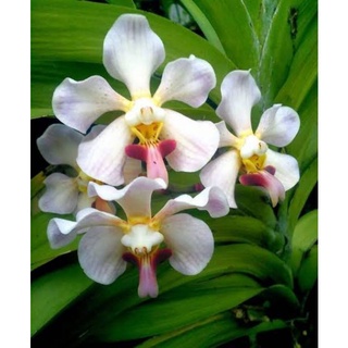 Anggrek Vanda Foetida spesies sumatra #1
