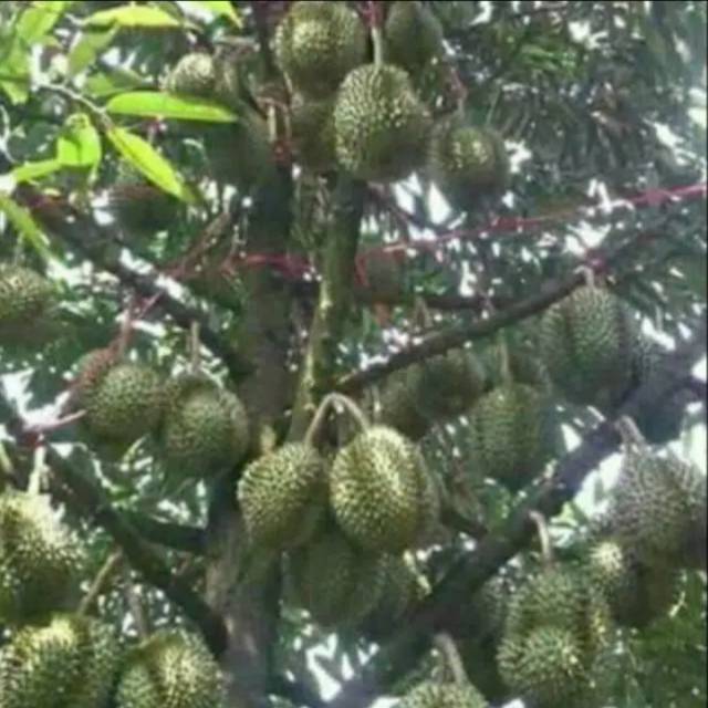 Bibit Buah Durian Musangking Asli 2 Tahun Berbuah Lebat Shopee Indonesia