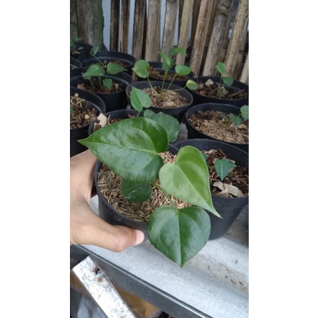 Anthurium Clarinervium X Bintang Kejora
