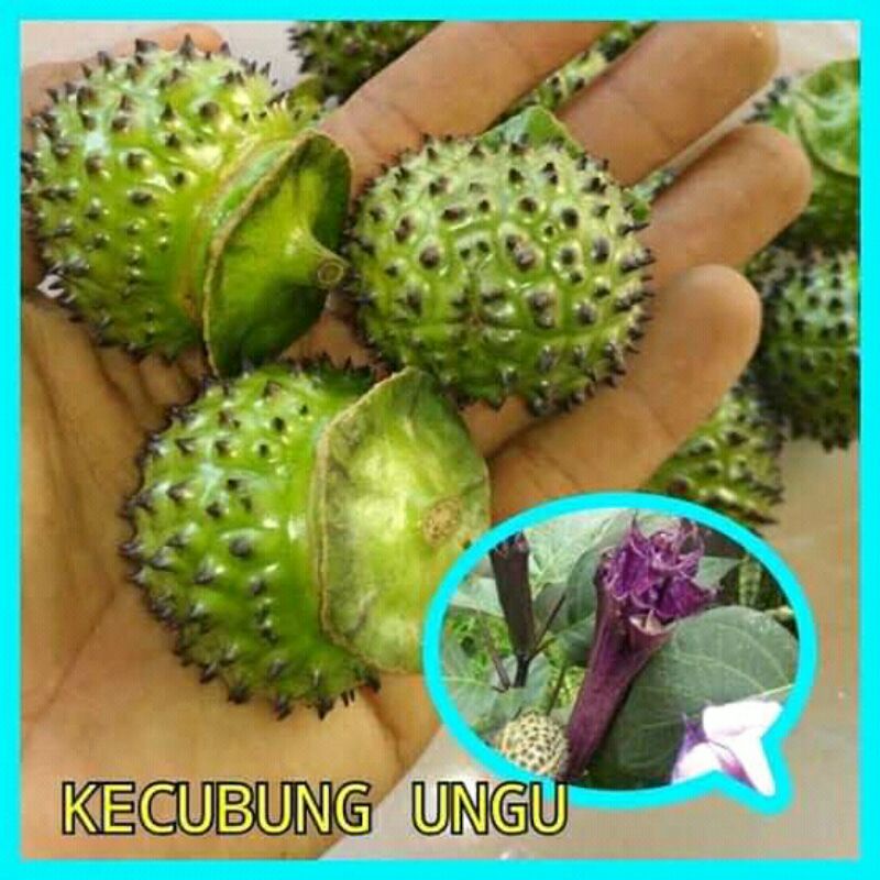 Bibit kecubung ungu