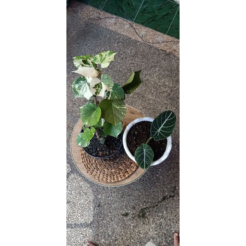 waru var+alocasia blackvelvet