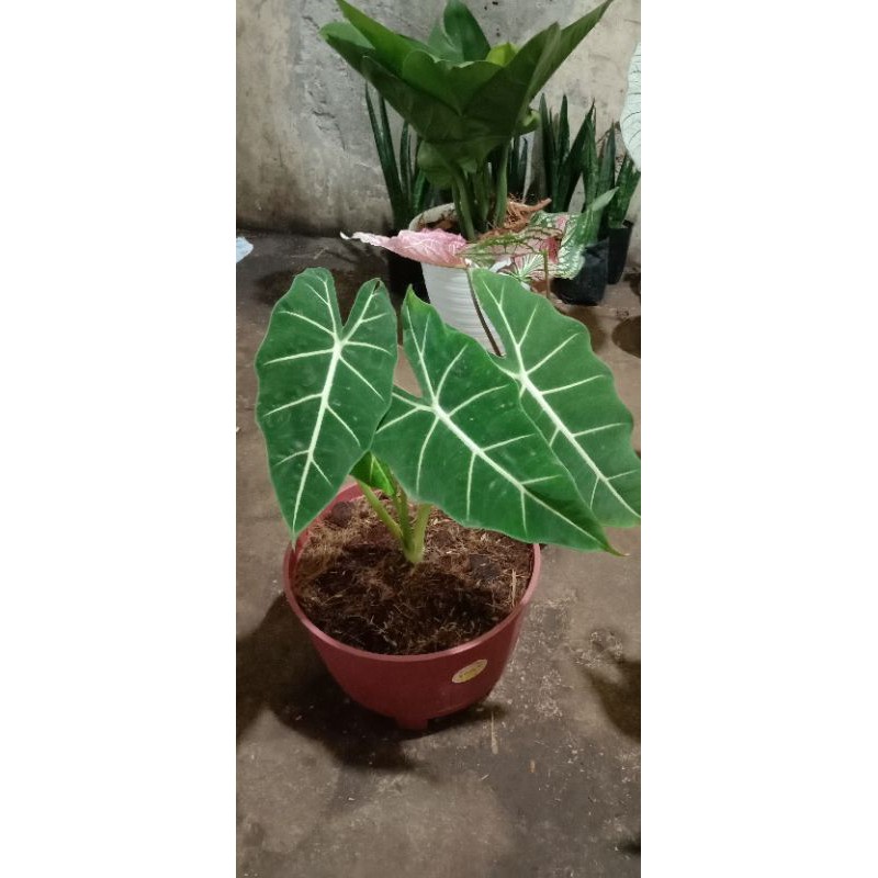 tanaman hias keladi neon/keladi neon