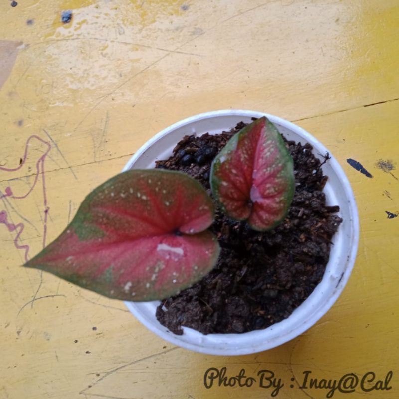 Caladium Red Stone - Caladium Hybrid