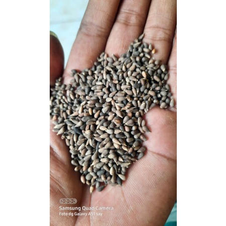 Biji Pohon Balsa / Biji Balsa