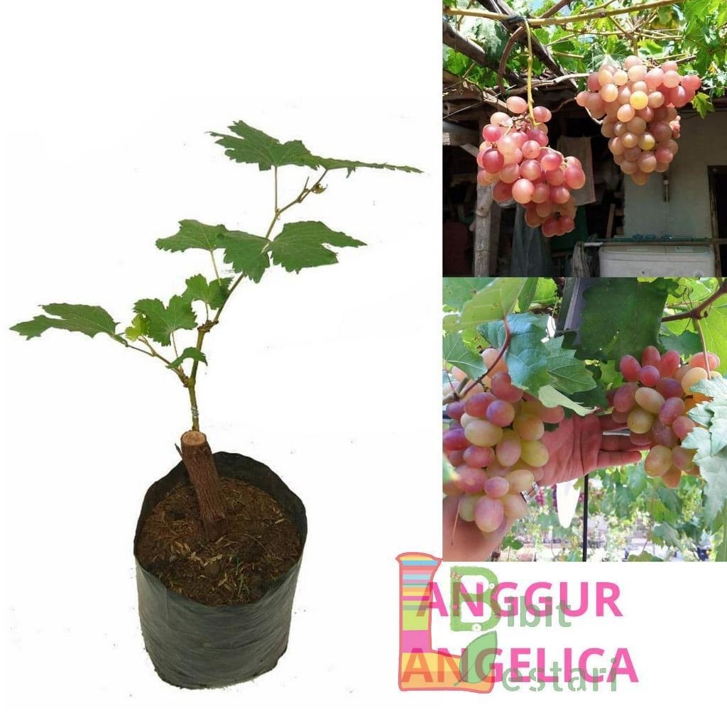 Bibit Anggur Angelica - Bibit Anggur Import GRAFTING VALID