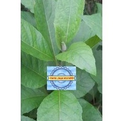 

Daun daun jati cina segar per 400 gram