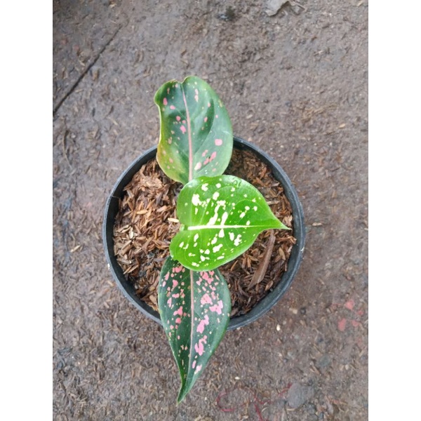 Aglaonema Pink dalmantion