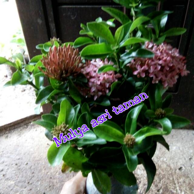 Tanaman hias soka jambon/pohon soka jepang bunga jambon/tanaman soka jepang