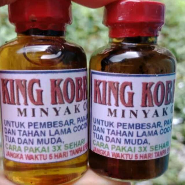 Minyak king kobra herbal kalimantan