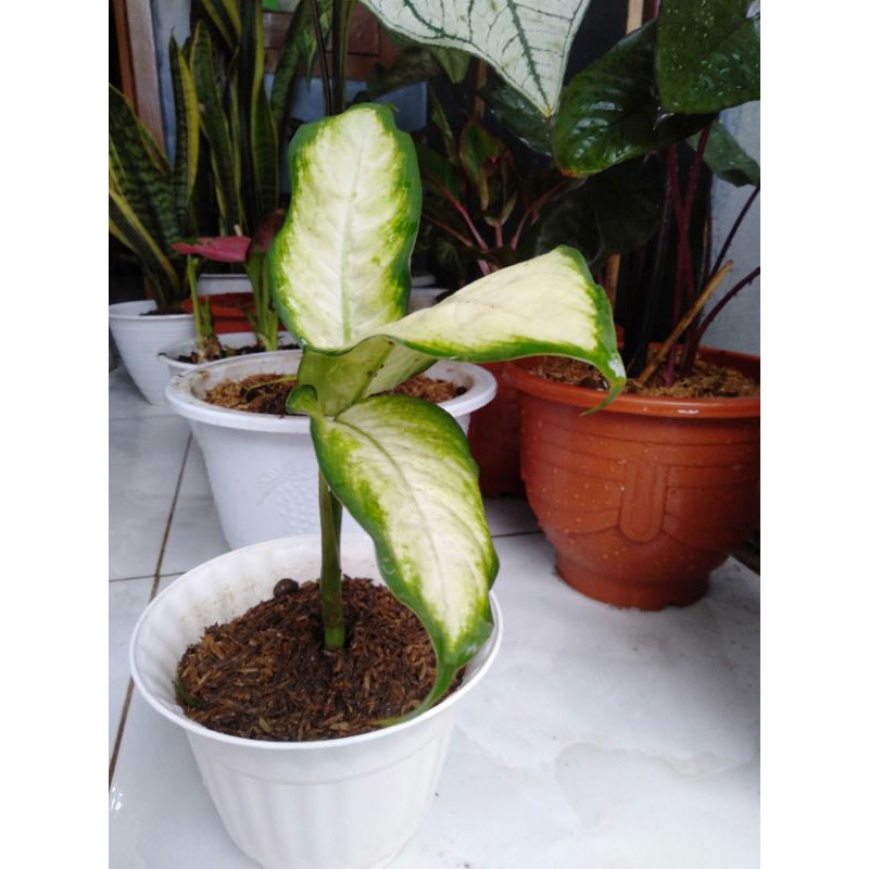 Aglonema Golden Tissue