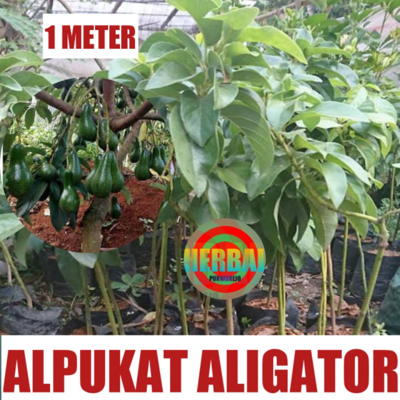 BIBIT ALPUKAT ALIGATOR  OKULASI 1 METER // ALIGATOR JUMBO //BIBIT ALPUKAT UNGGUL