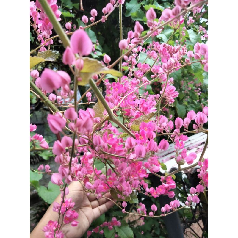 biji bunga air mata pengantin 40biji