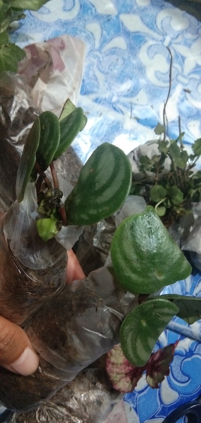 Tanaman Peperomia Semangka