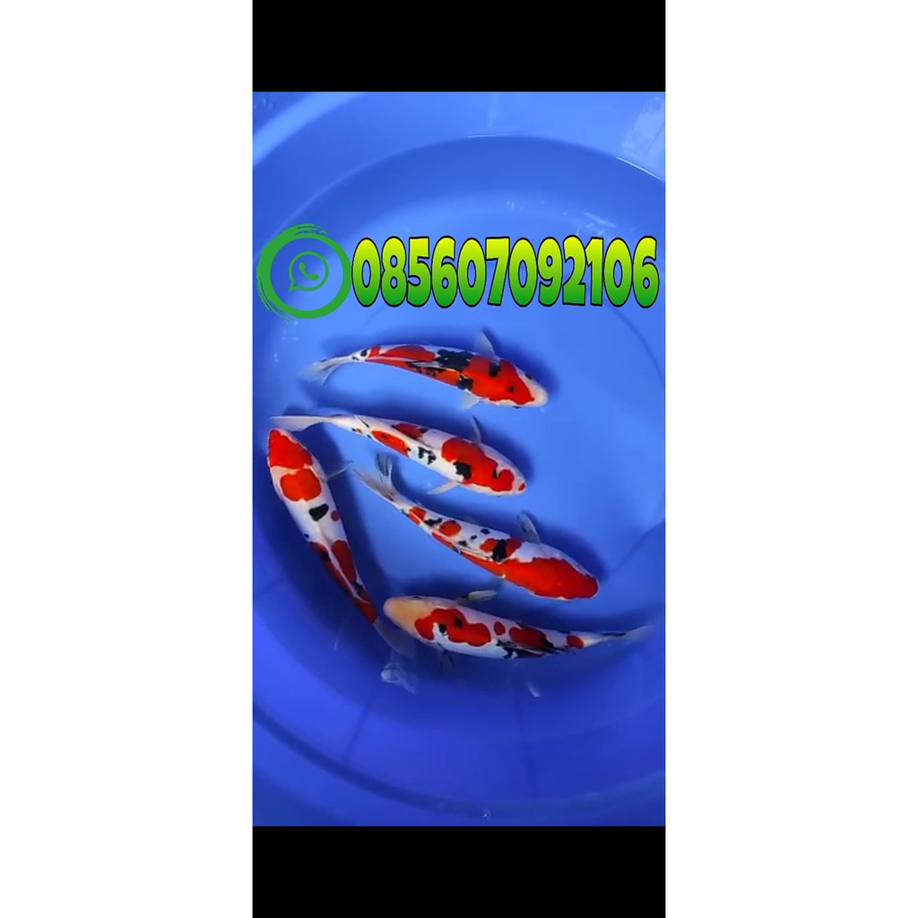 ikan koi paket 5 ekor || ikan koi yang bagus || jual ikan koi || koi blitar