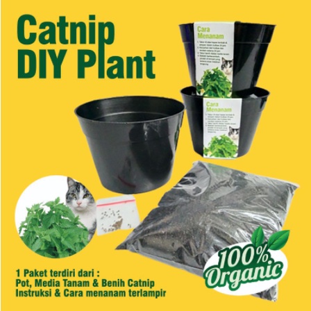 PAKET MENANAM CATNIP KUCING TANAM CATNIP LENGKAP POT/MEDIA/BENIH CATNIP MURAH