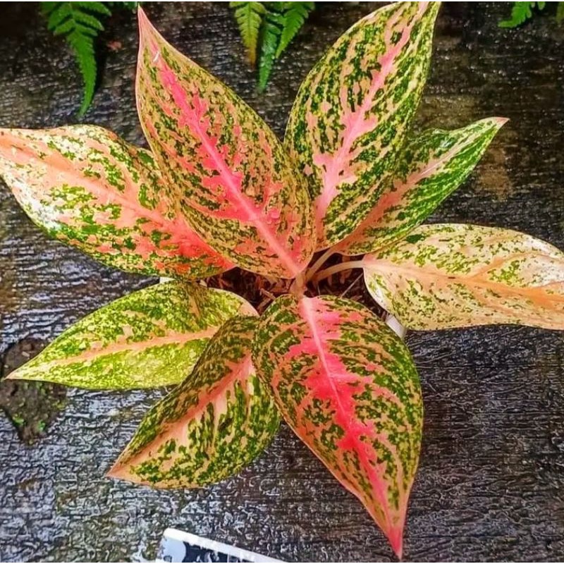 Aglonema sexy pink (Tanaman hias aglaonema sexy pink) - tanaman hias hidup - bunga hidup - bunga agl