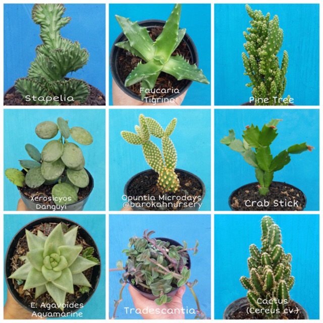 Kaktus Sukulen | Rare Cactus Collection