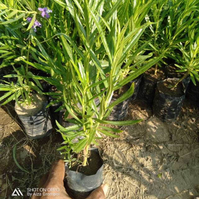 Bibit bunga lavender