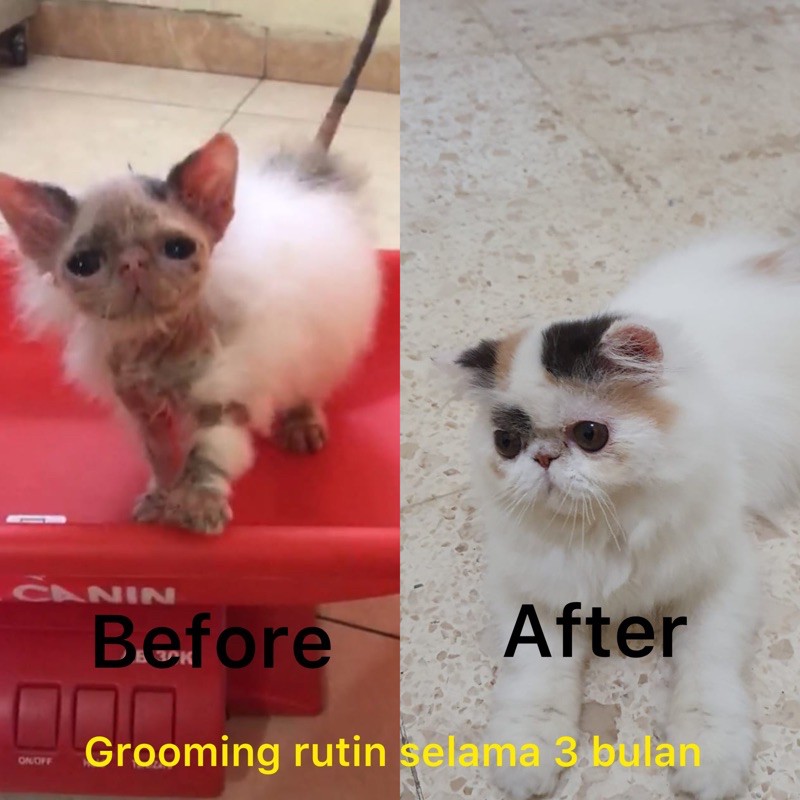 shampoo anti jamur &amp; kutu kucing . ZUZU ANTI FUNGAL, FLEA &amp; TICK SHAMPOO