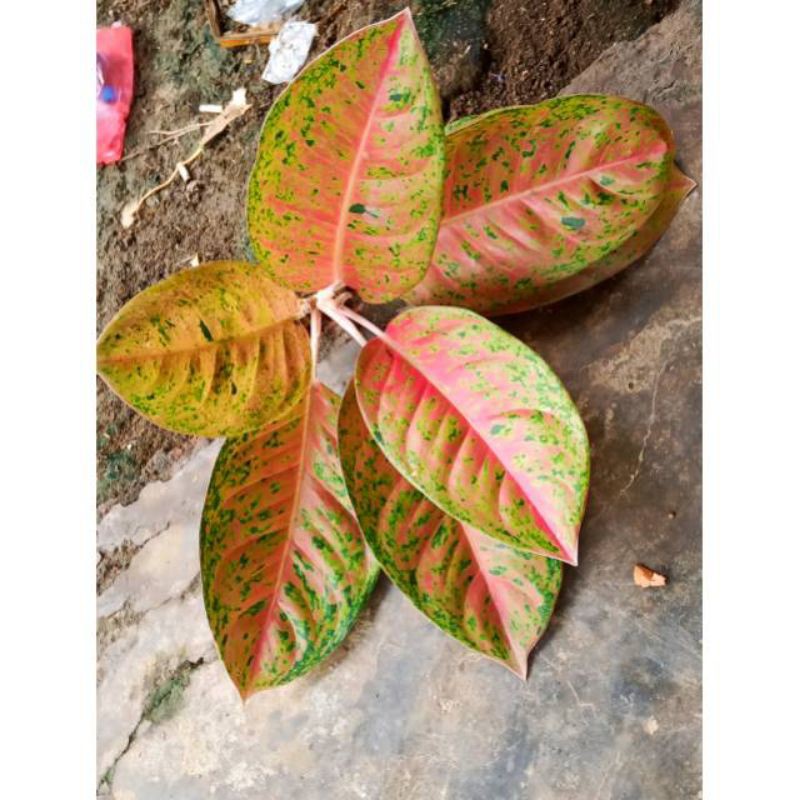 bibit bunga aglonema big roy ukuran jumbo dewasa