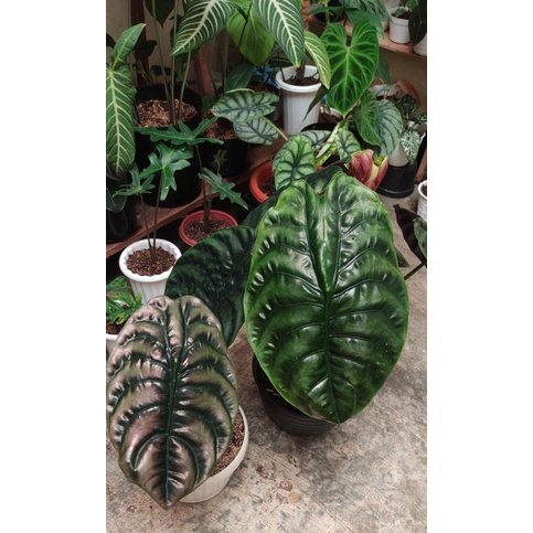 Alocasia Cuprea hijau & cuprea red indukan & Lindenii